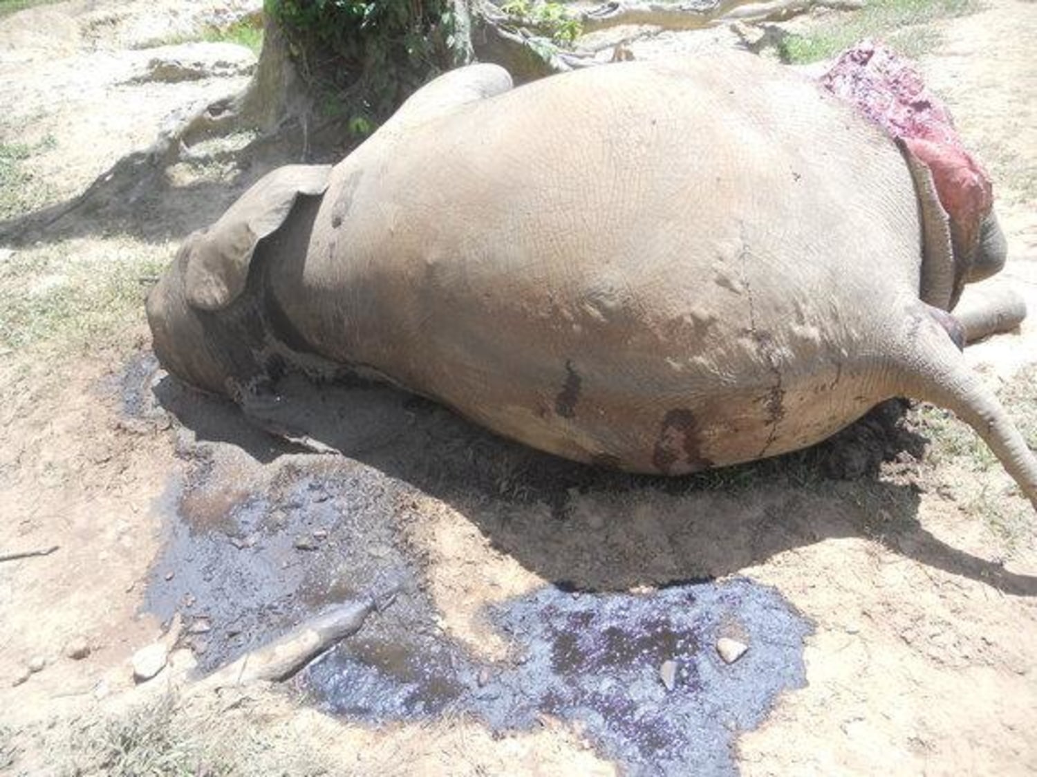 Fears realized: 26 elephants killed by poachers