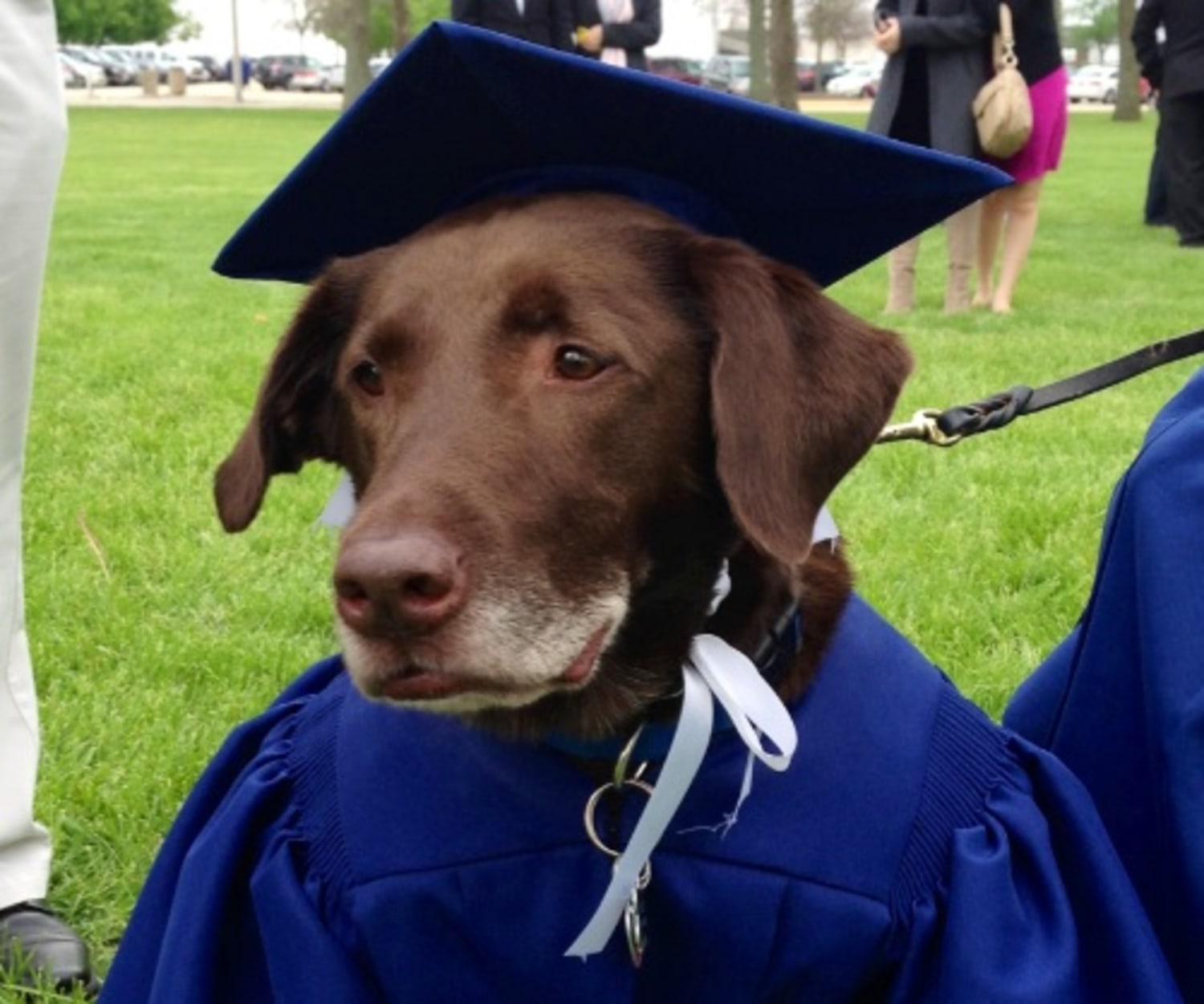 Premium Photo | There is a dog wearing a graduation cap and gown generative  ai