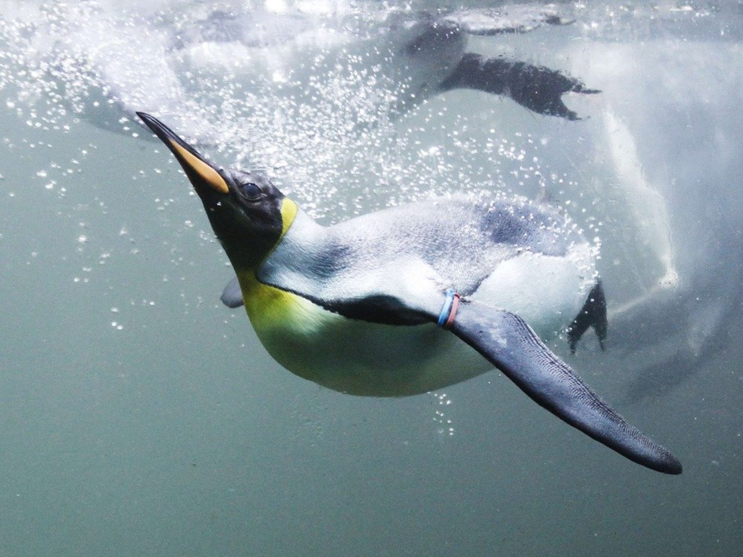Penguins: Sea and shore birds