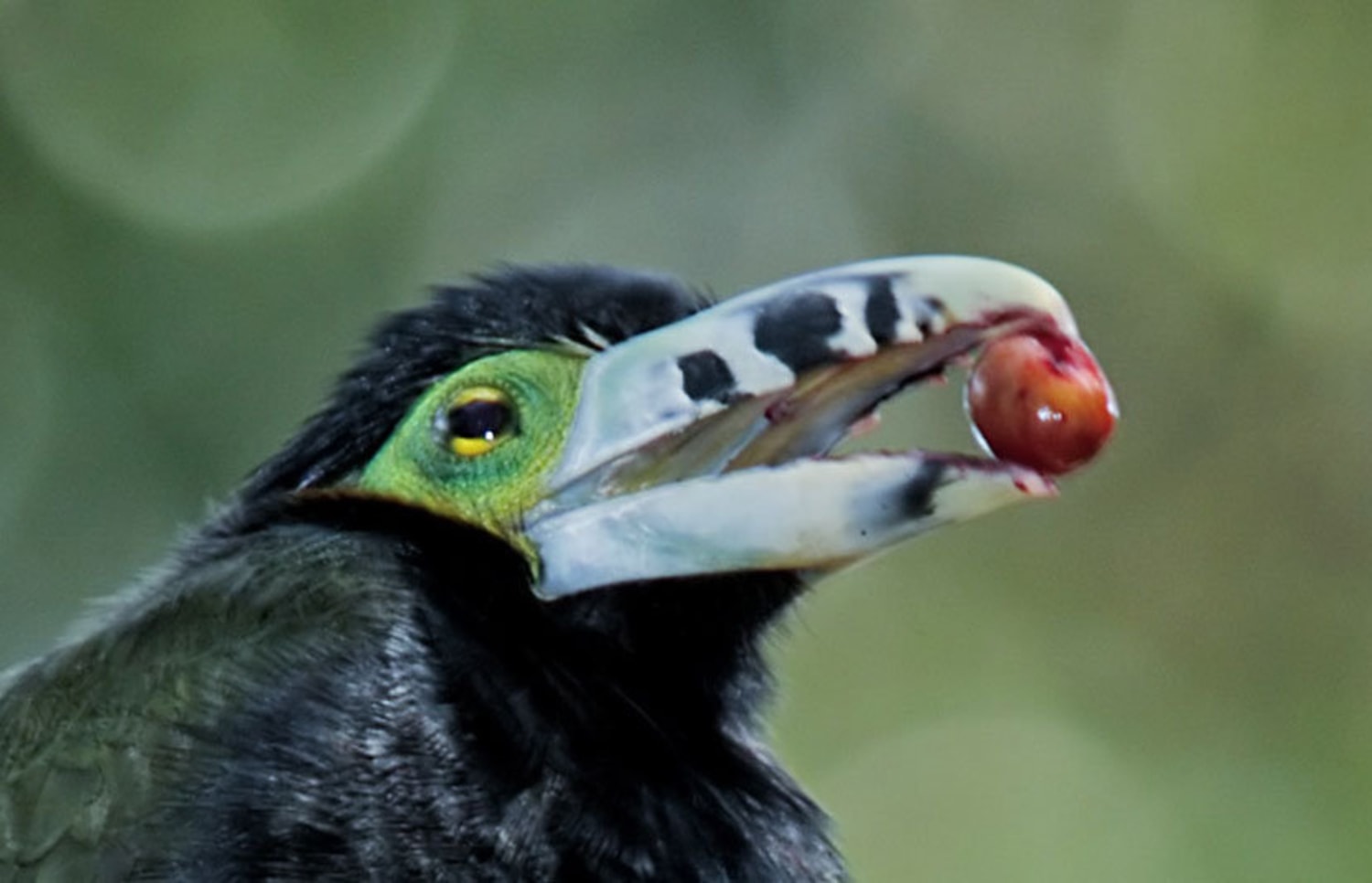 Palm problem: Deforestation plants the seeds of rapid evolution in Brazil Palm problem: Deforestation plants the seeds of rapid evolution in Brazil