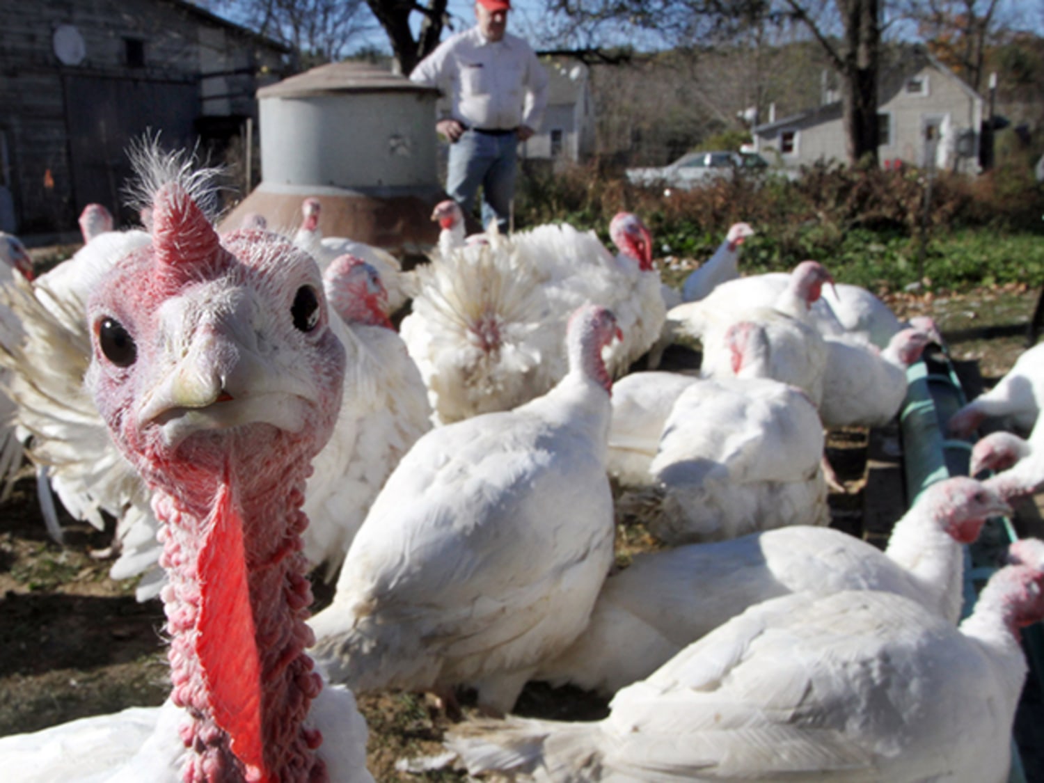 Gobble, gobble: Thanksgiving turkeys chug beer