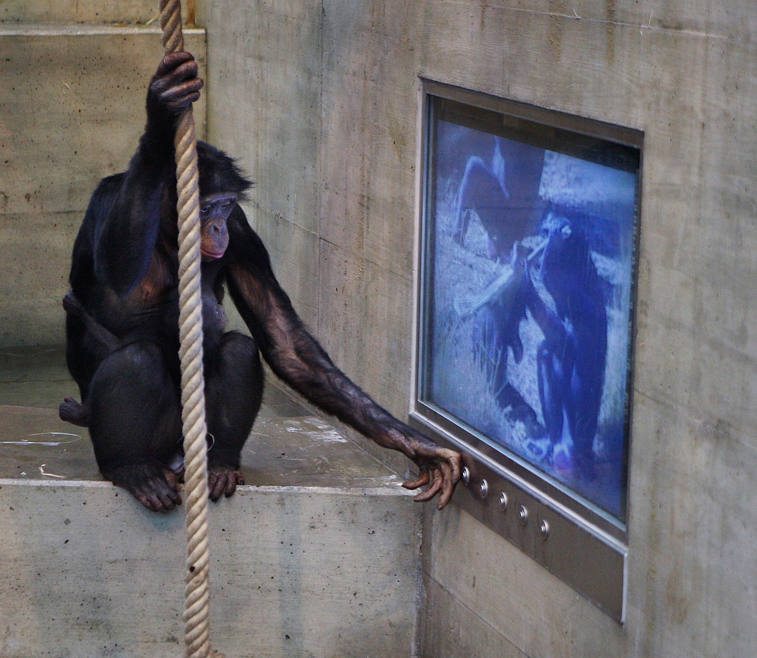 Bonobo apes in hi-tech German zoo go bananas for food, not TV porn