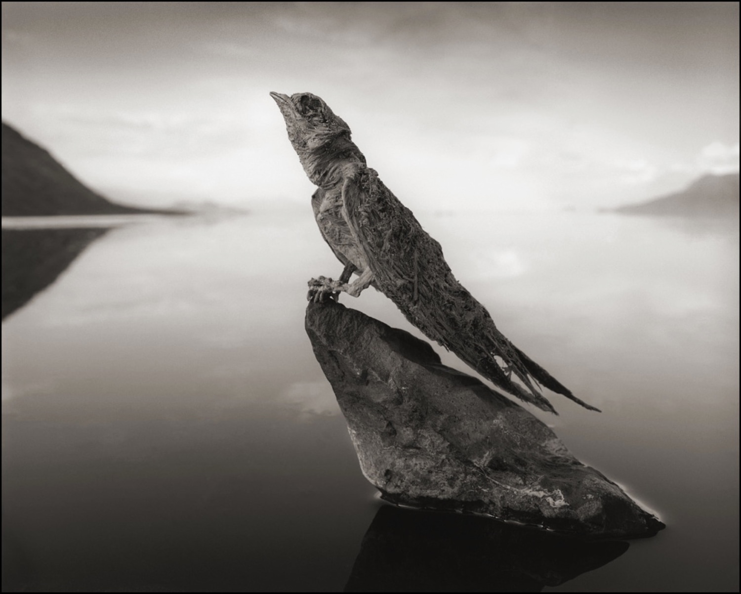 The bird mummies of Natron: Lake's waters petrify animals that fall in