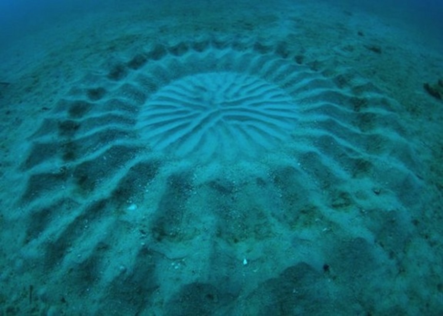 Mysterious underwater circles created by 5-inch fish seeking love