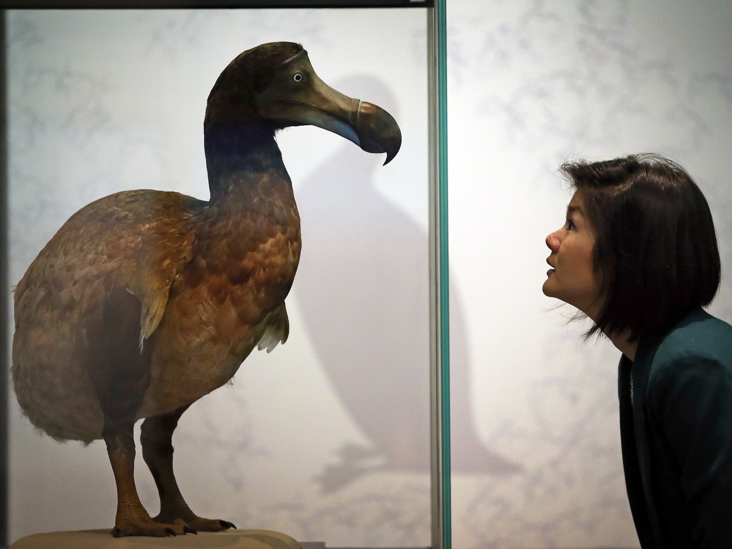 When did the dodo go extinct? Maybe later than we thought