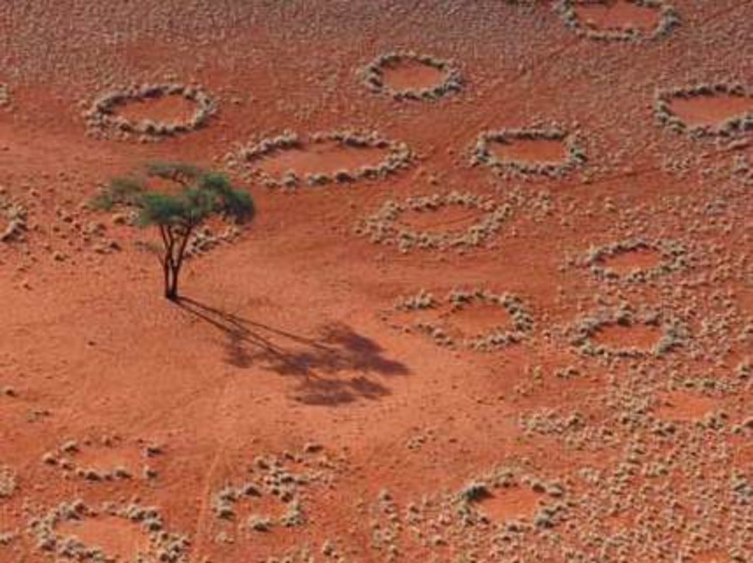 A Mystery Circling the Desert, Fairy Circles in Namibia