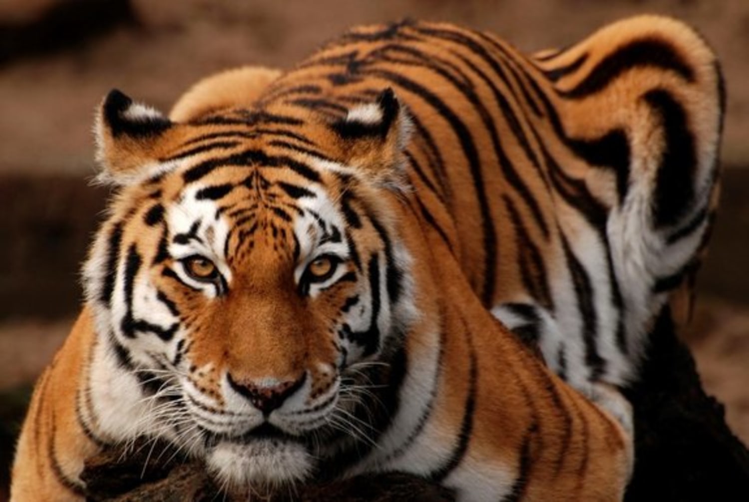 Tigers: The world's largest cats