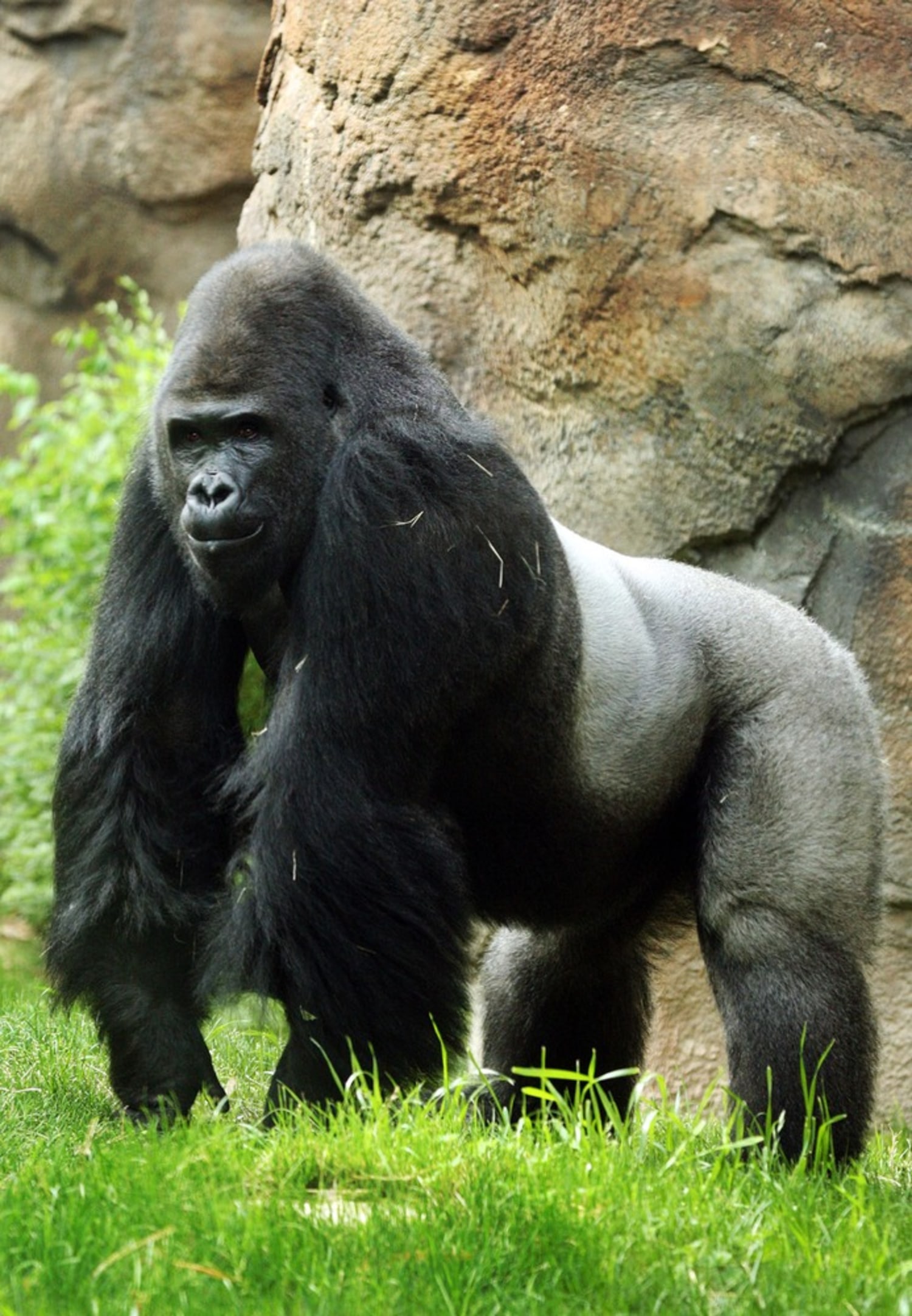 Male Dallas Zoo gorilla to get therapy for sexist attitude, image size:1500x2165