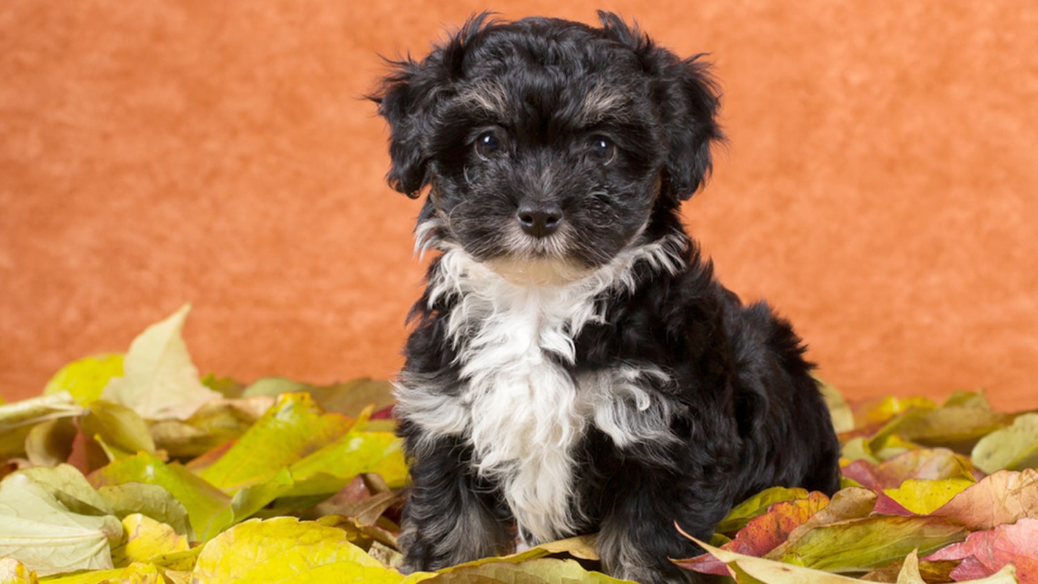 Bella, Bentley, Molly, and Max  again? Top puppy names of 2012