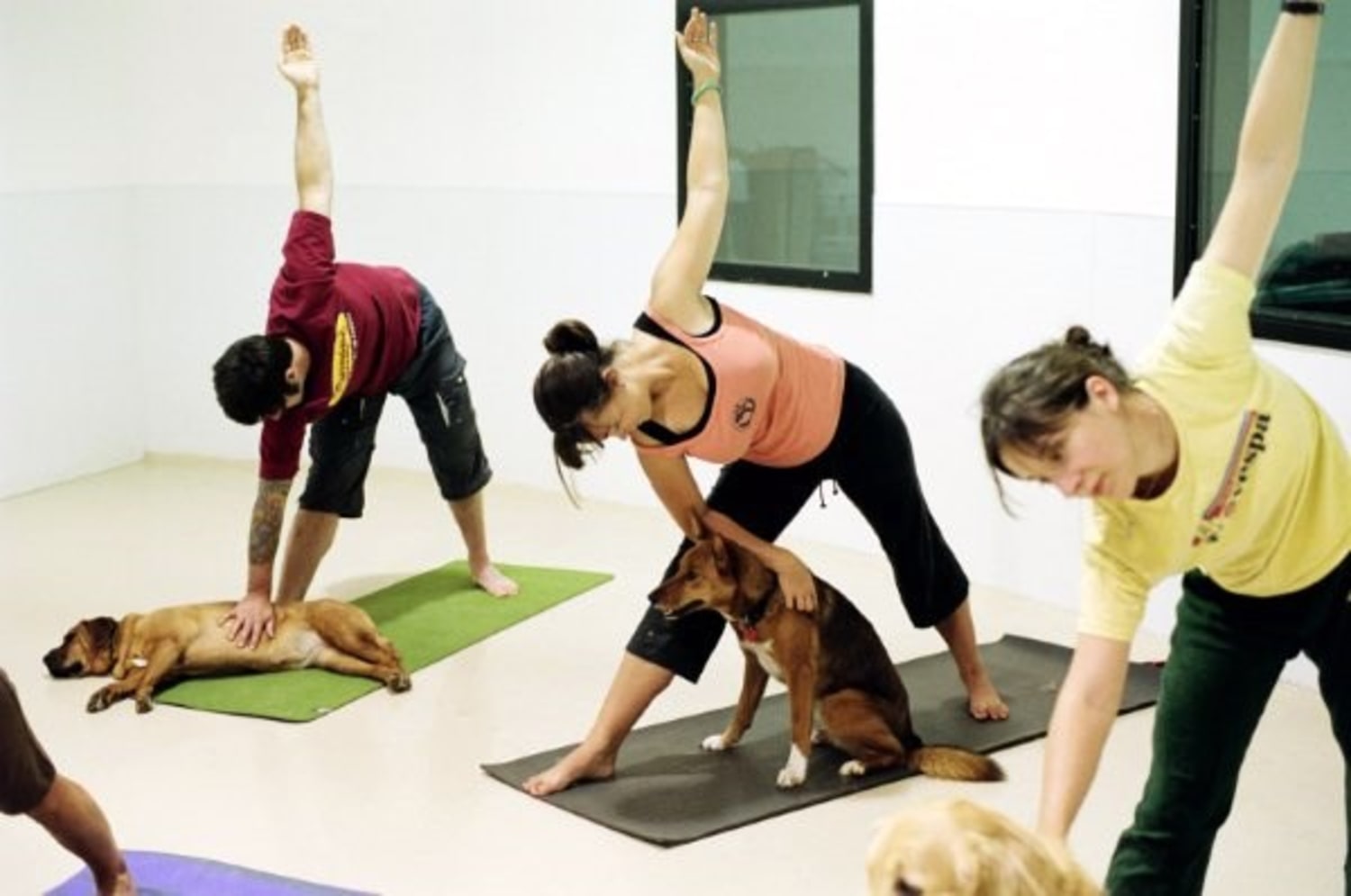 Downward-facing human? Yoga has gone to the dogs