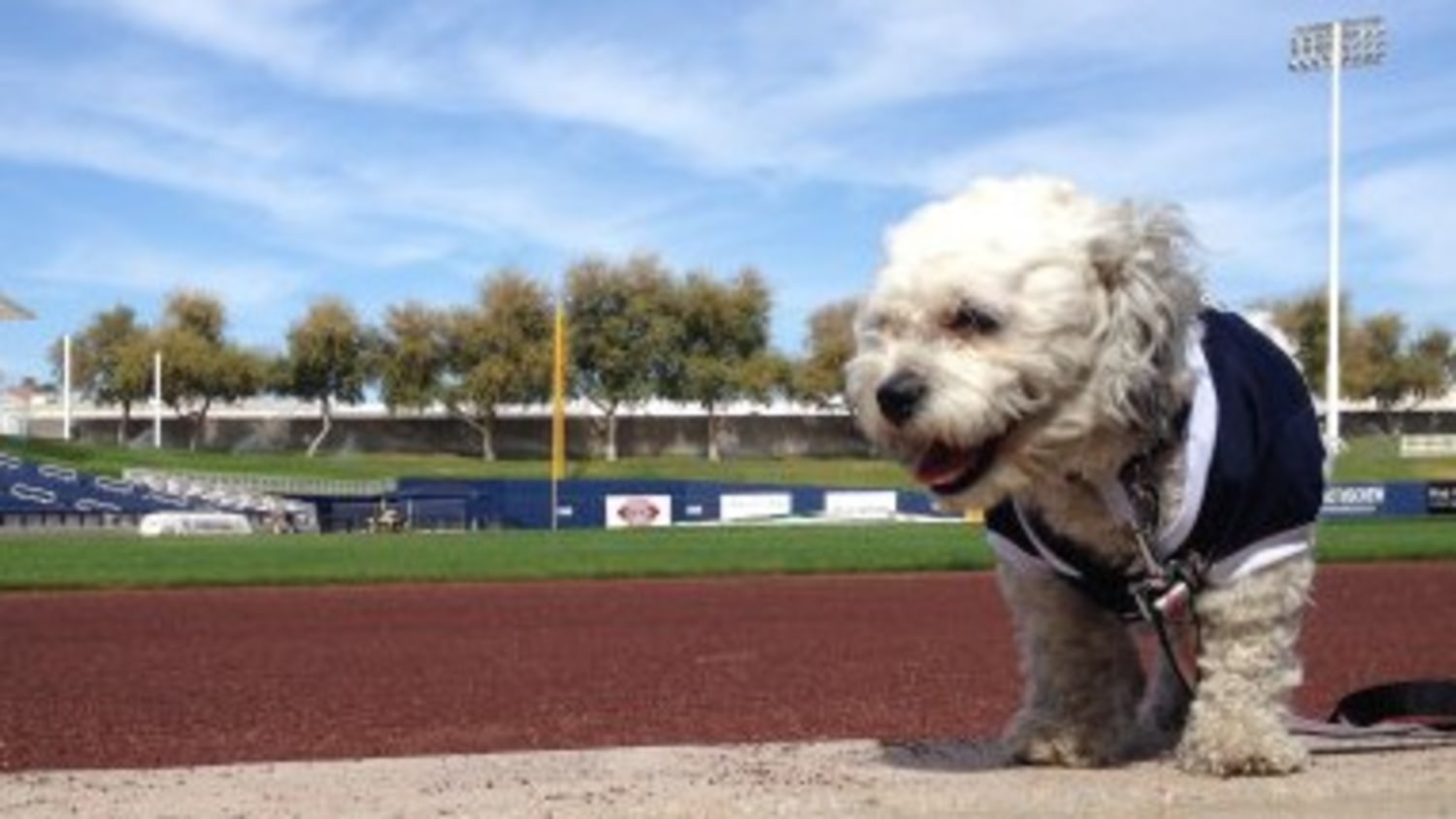 Stray dog Hank becomes Milwaukee Brewers' unofficial mascot