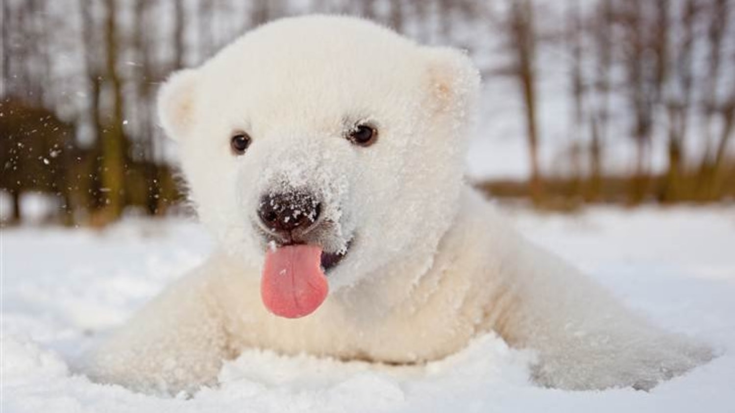 Blizzard the polar bear loves the snow, image size:1500x844
