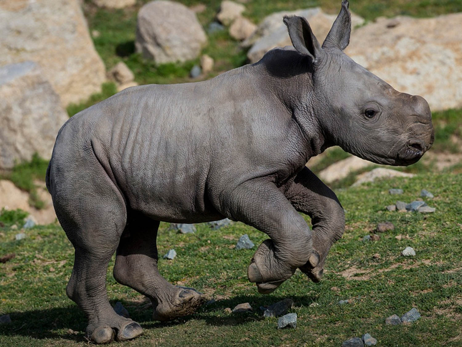 San Diego Zoo welcomes a baby rhino