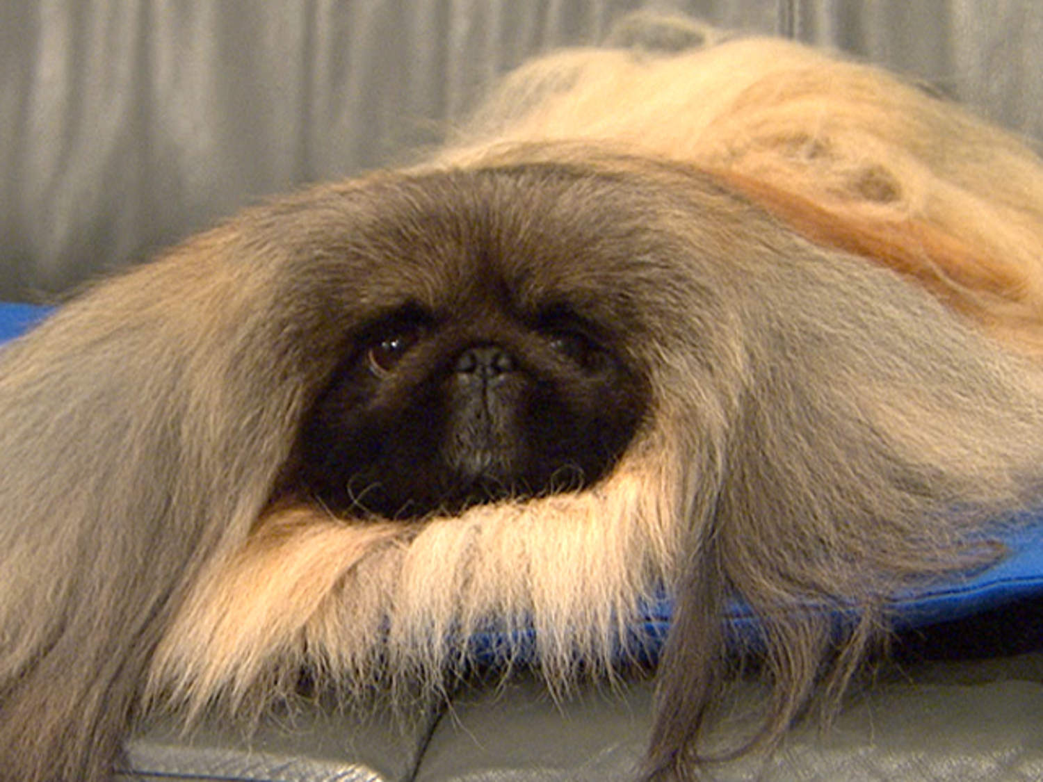 Tiny Pekingese is big dog at Westminster