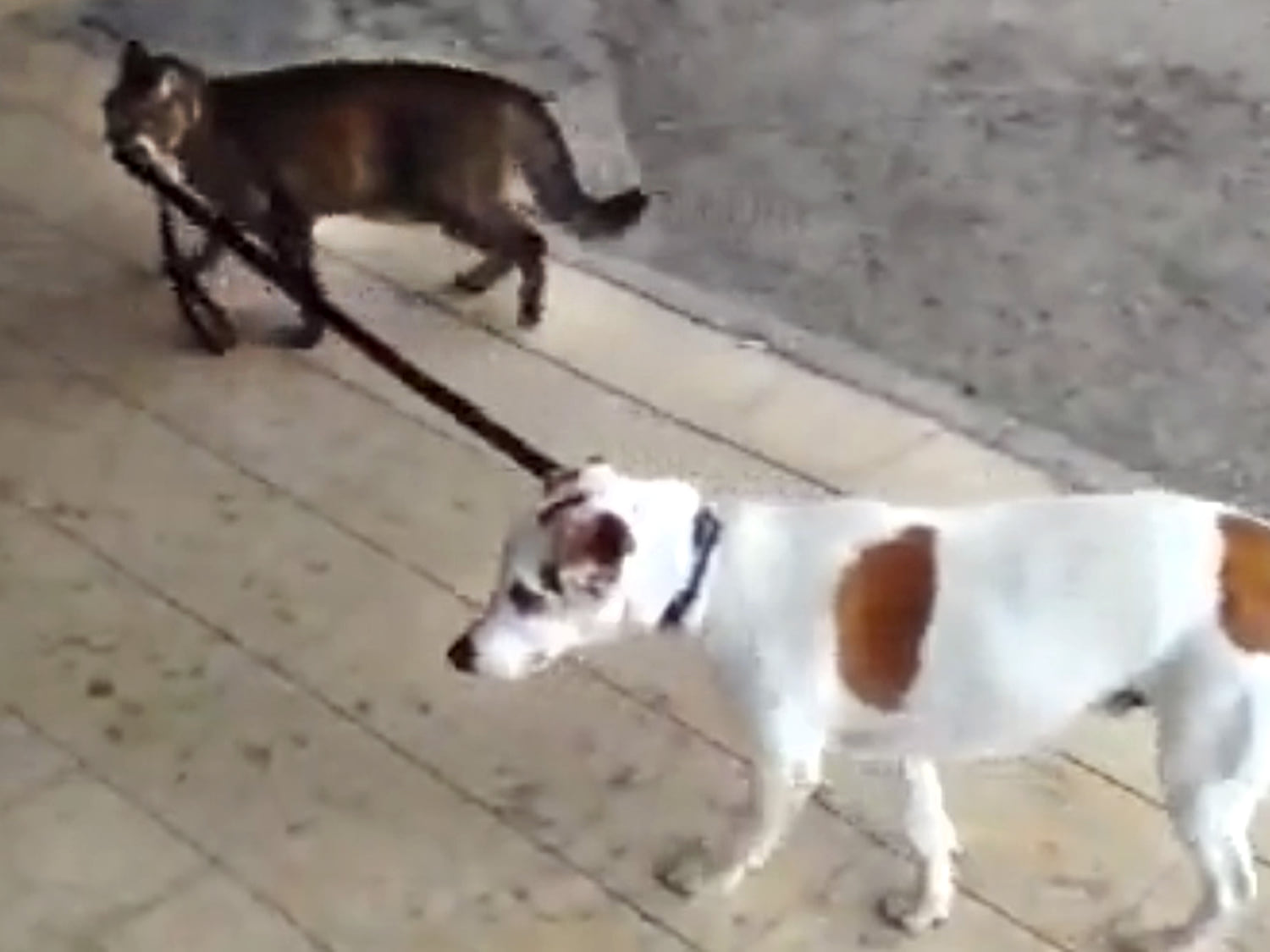 Cat walking cheap dog