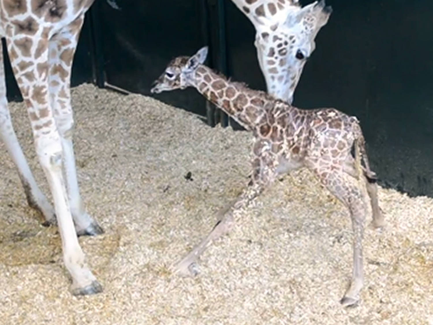 Endangered Rothschild Baby Giraffe Stands For The First Time [Video]