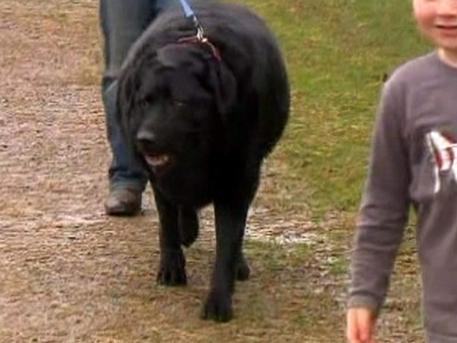Big fat black dog deals