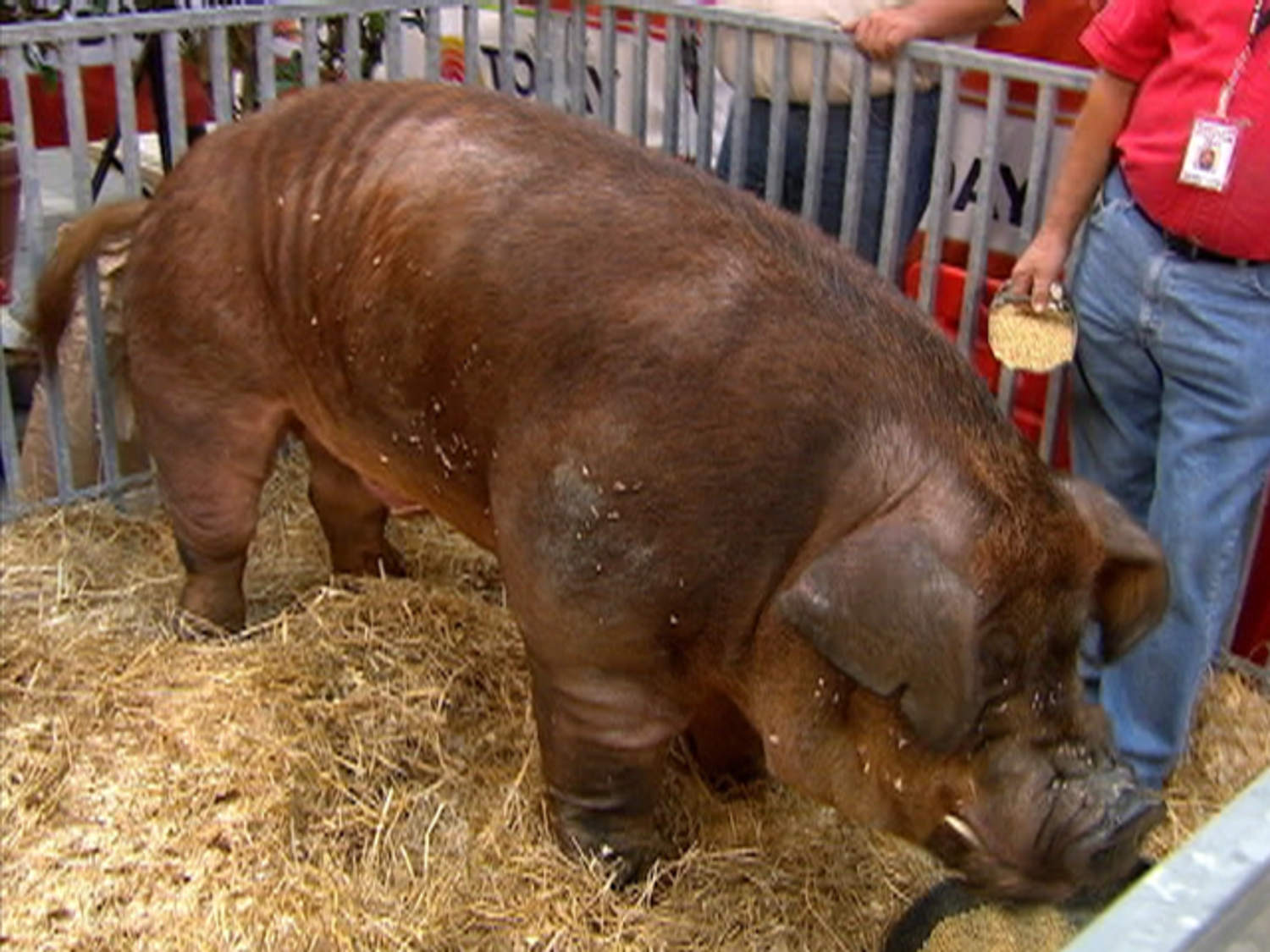 tdy_roker_boar_110831