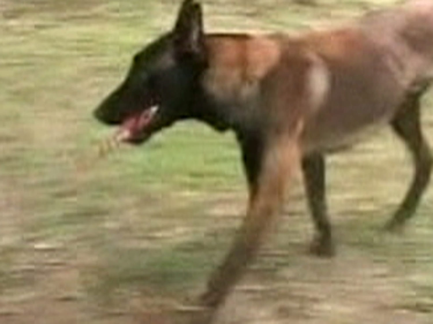 Belgian sales malinois climbing