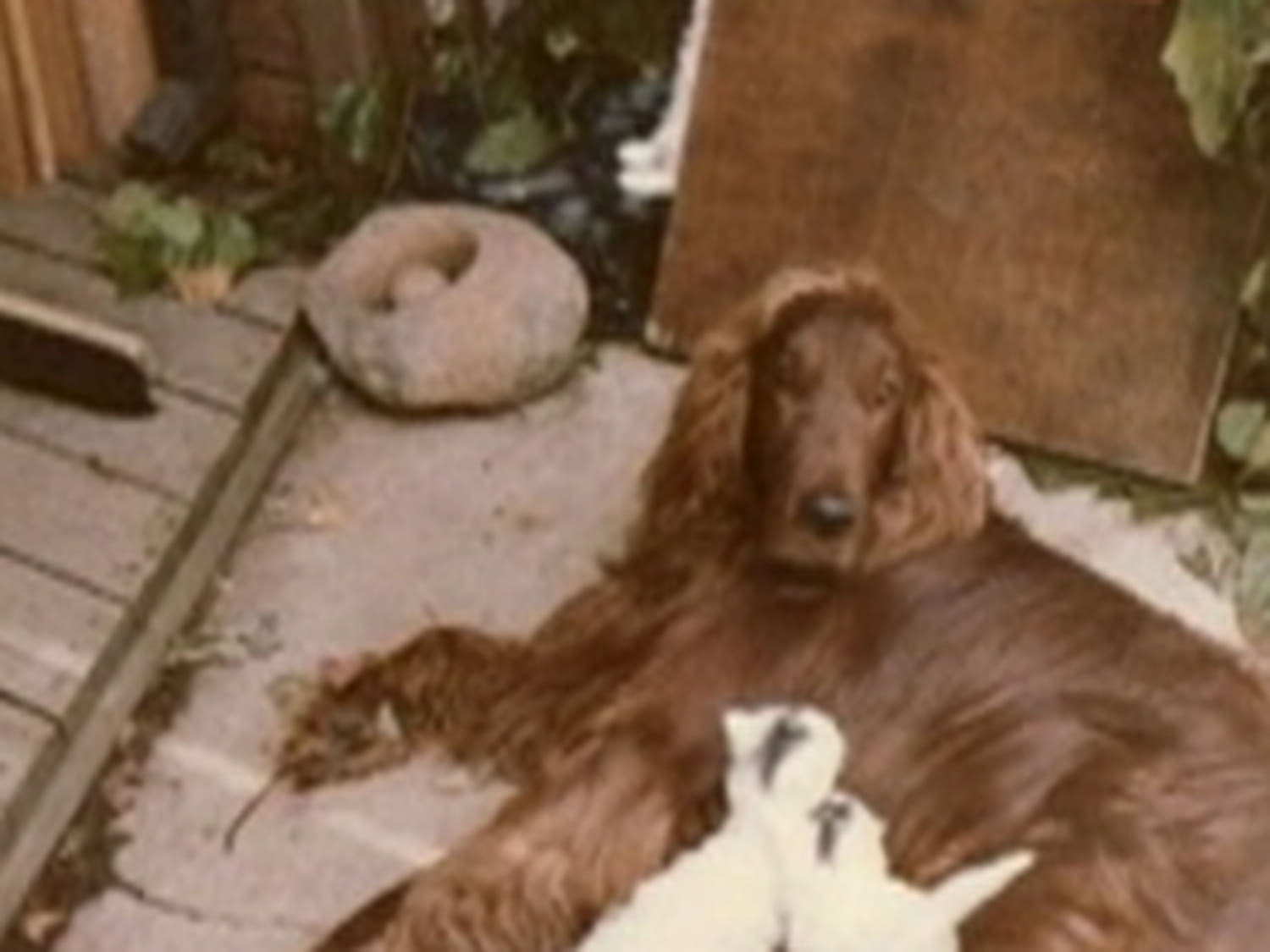 Report: Romney tied family dog to car roof