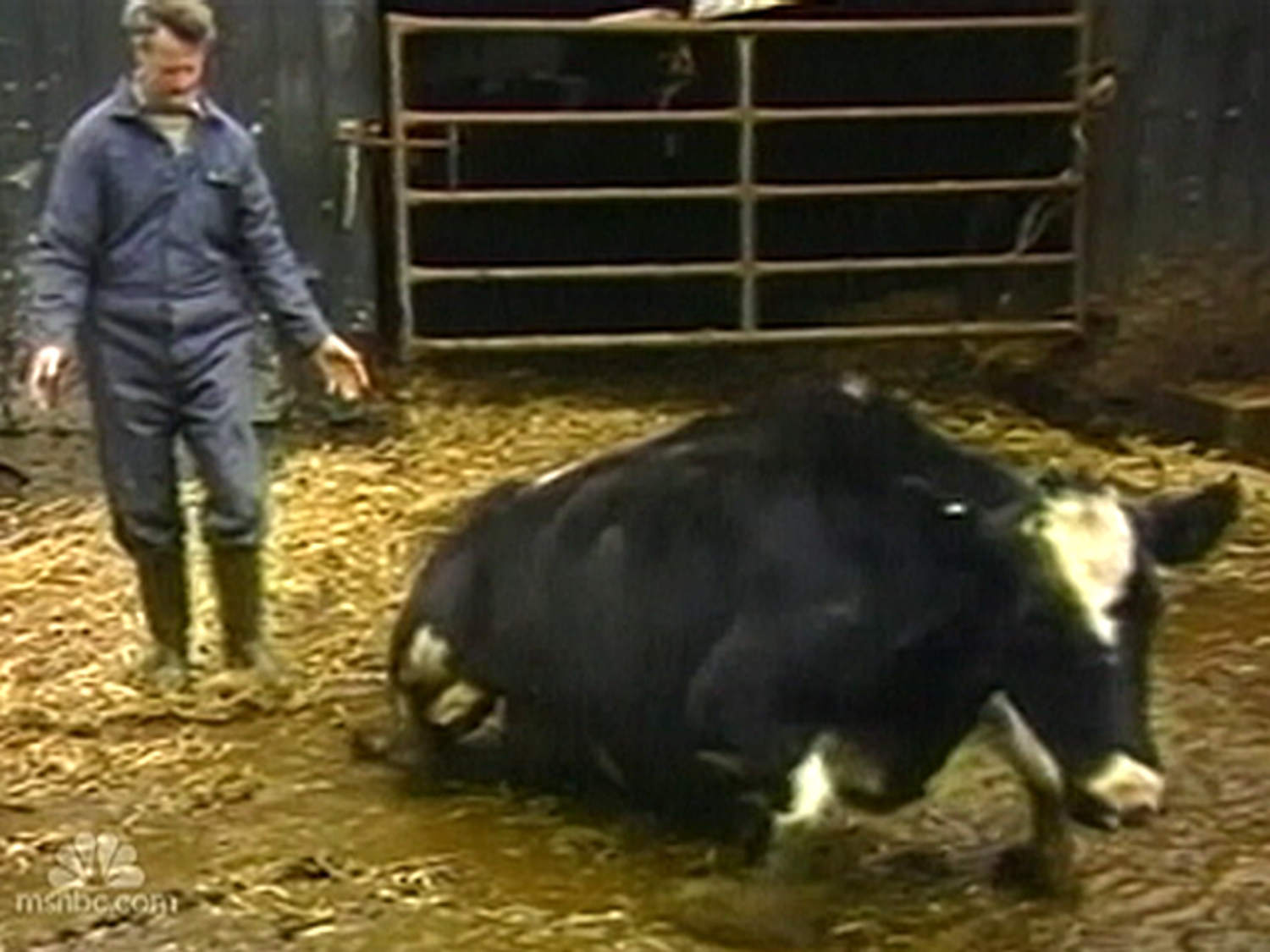 Mad cow disease found in California
