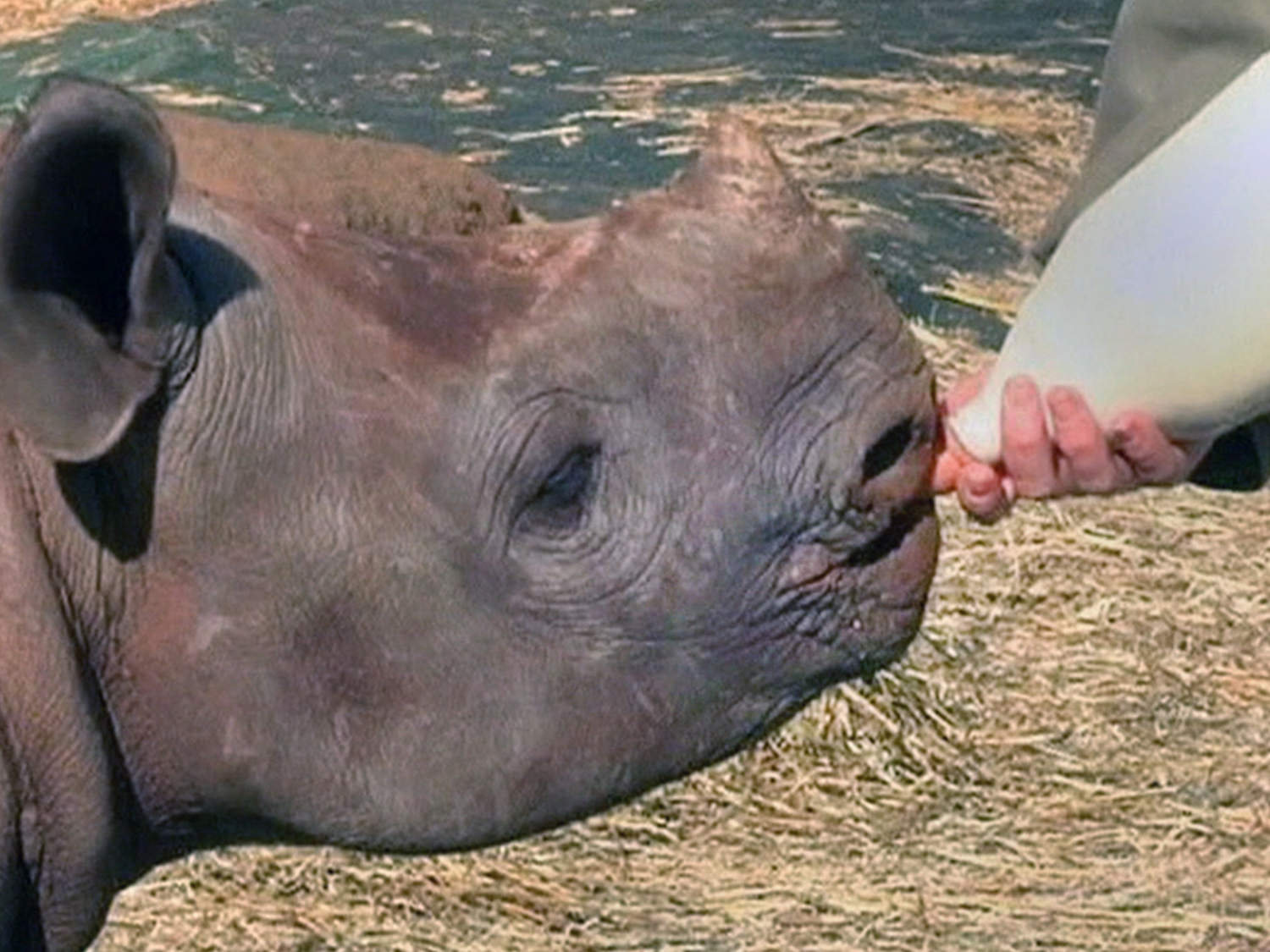 South Africa opens rhino orphanage