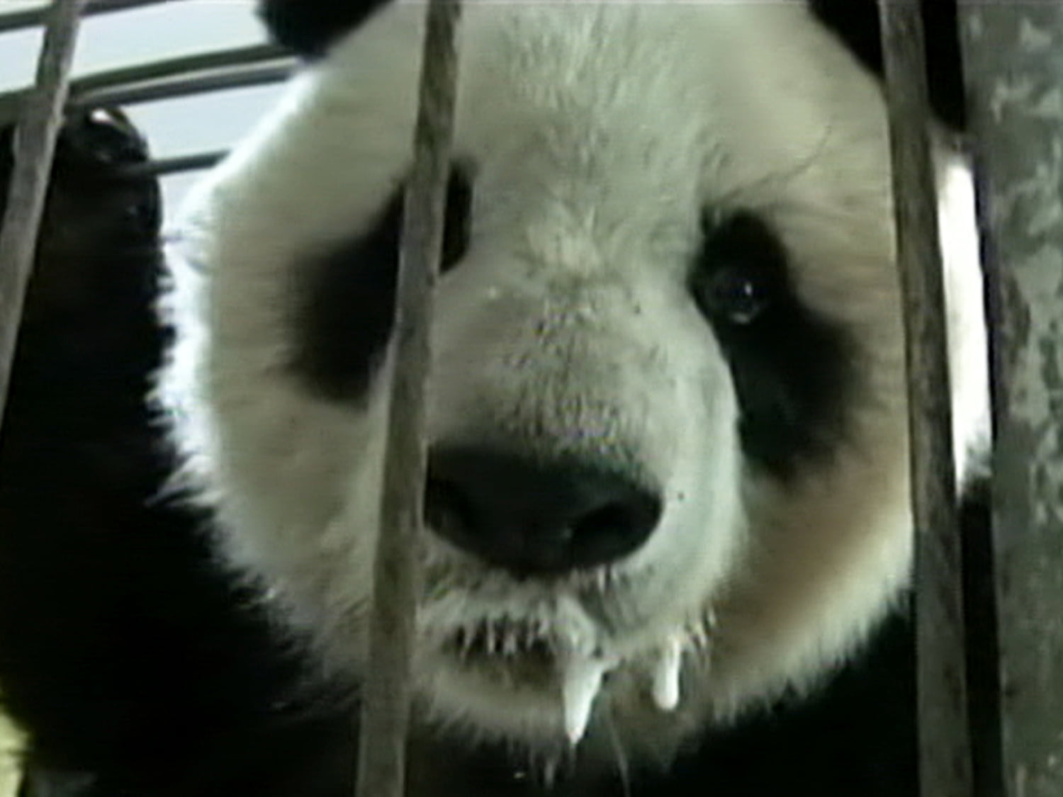 Panda saved from choking on cornbread