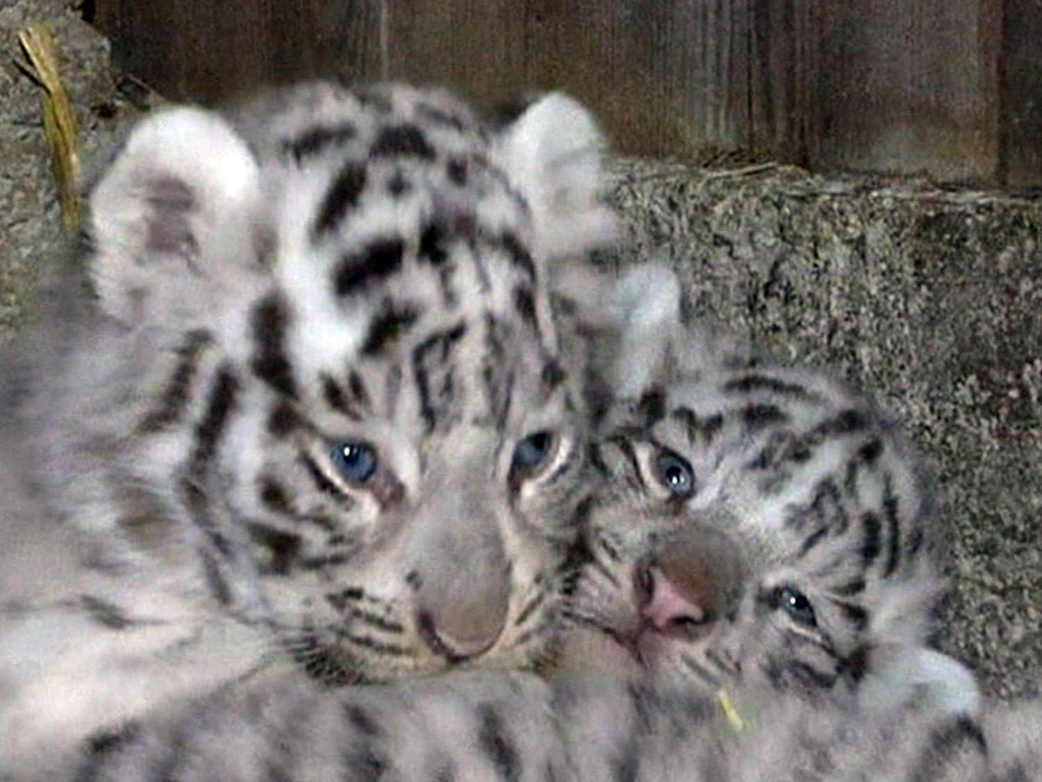 White Bengal tiger cubs make public debut - ABC7 Chicago