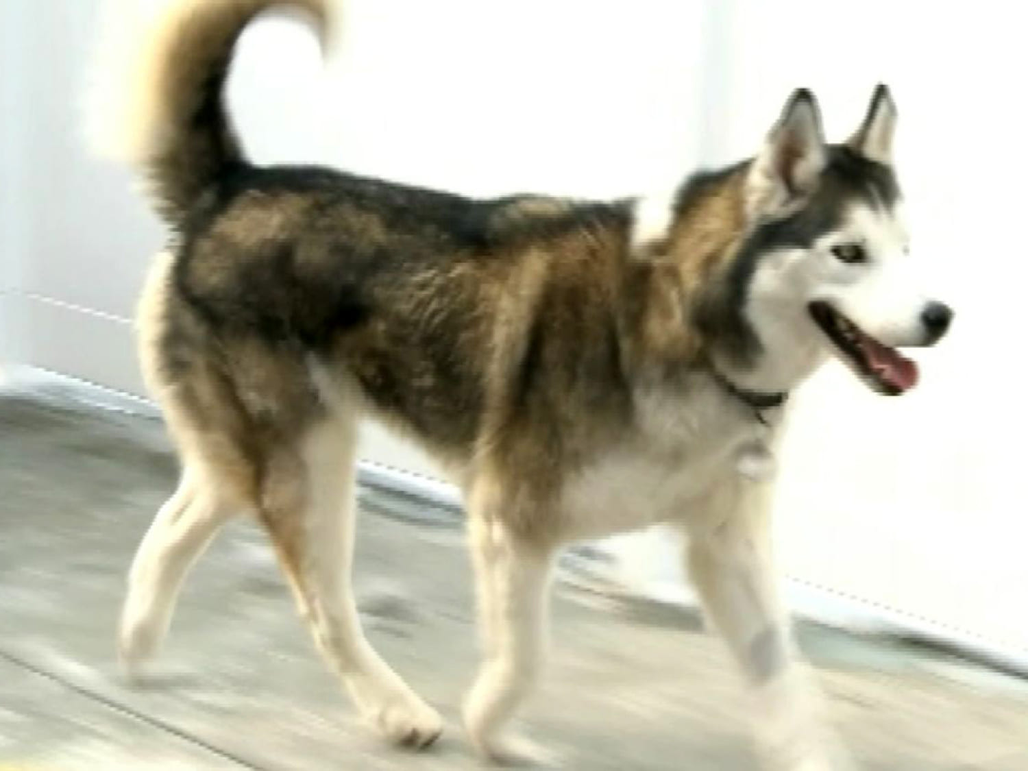 Lost husky 2025