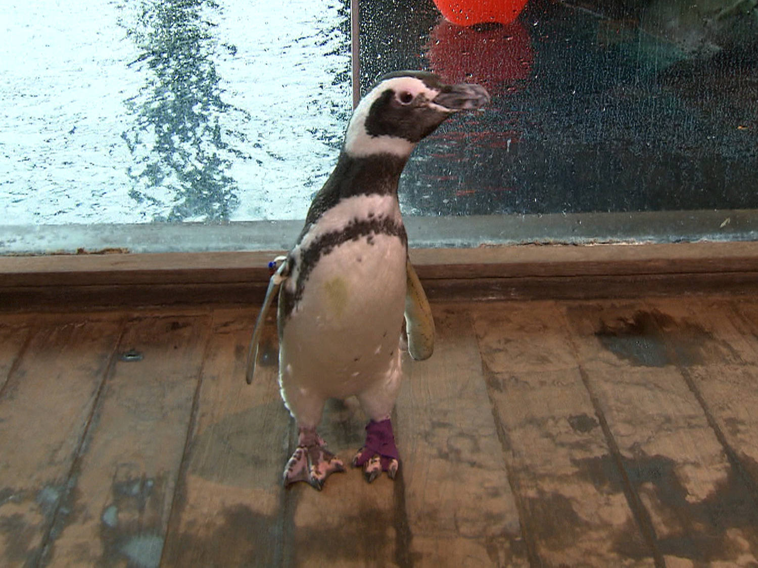 Penguins get custom boots to ease achy feet