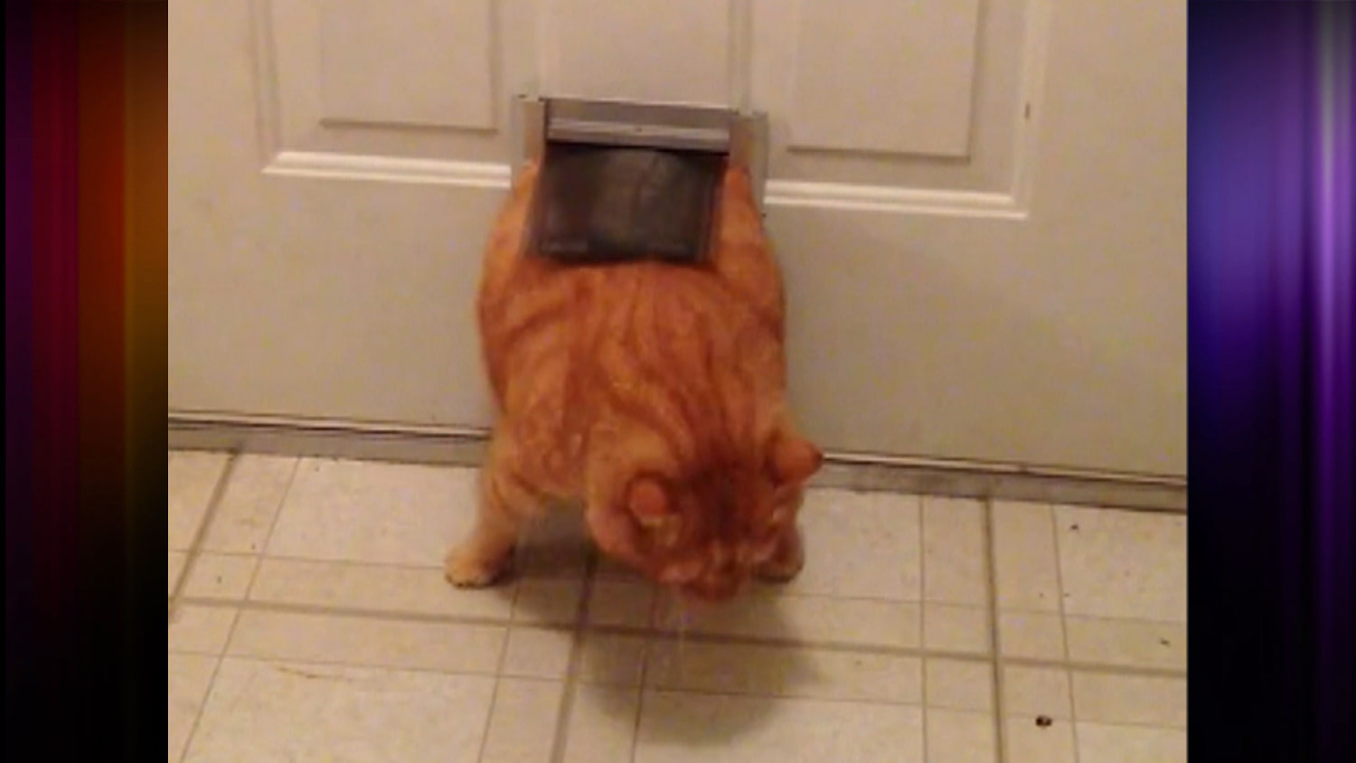 Fat cat or small door 26 pound cat gets stuck
