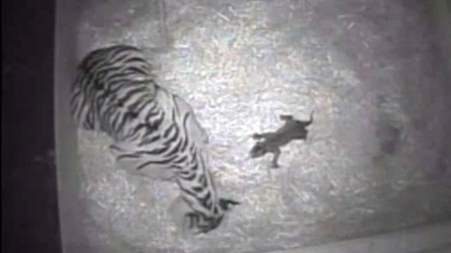 Cherished Tiger Cub In Black & White