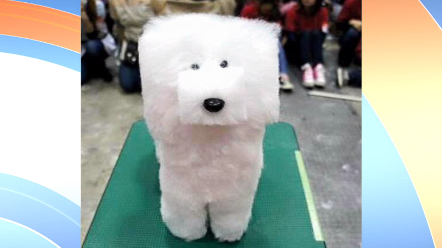Cube dog haircut hotsell
