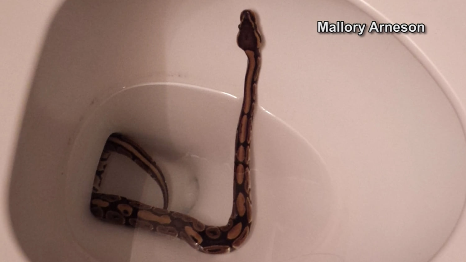 Woman Finds Snake In Toilet