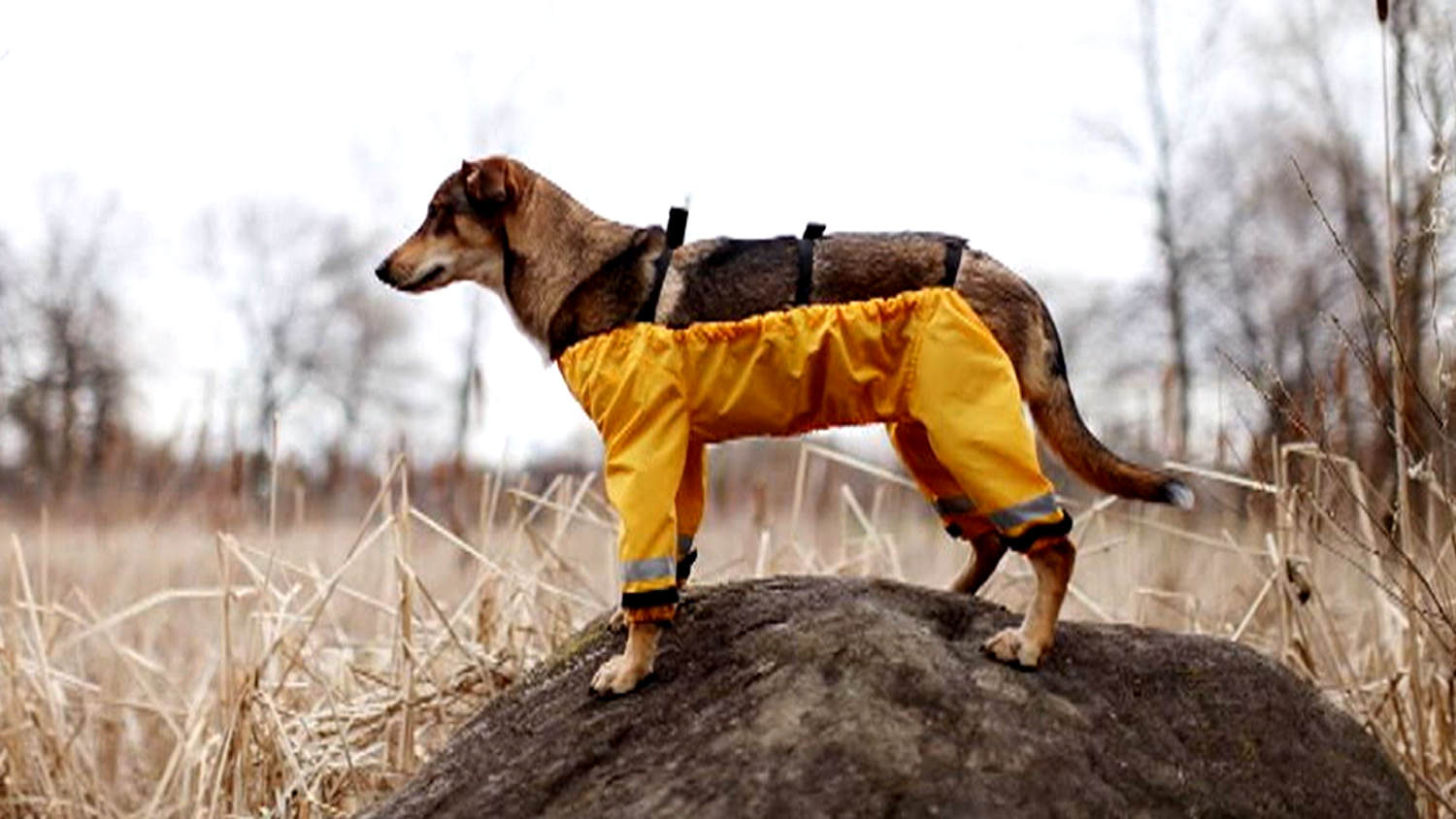 Muddy shop mutts pants