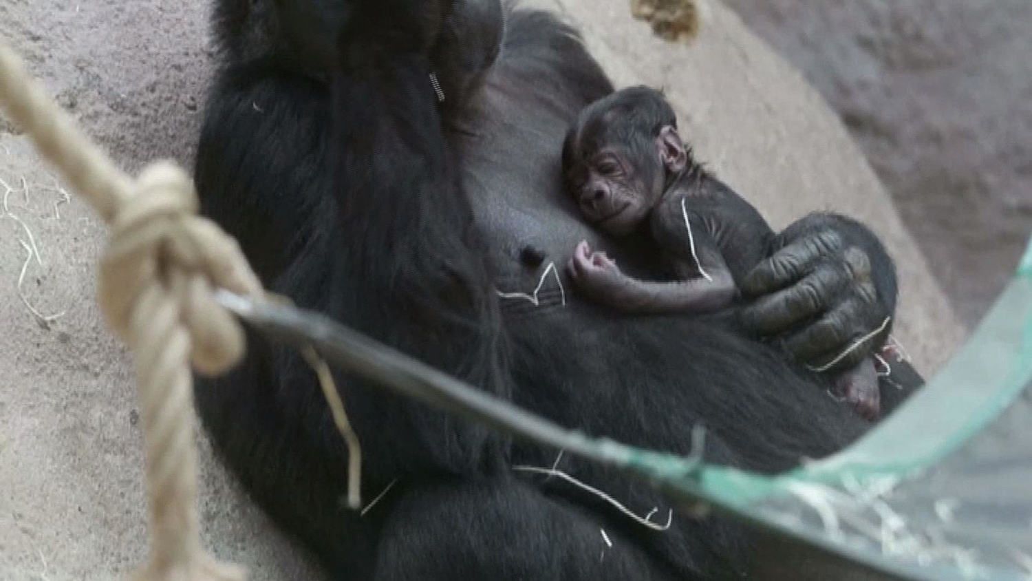 Www Today Com Video Former Miss Texas Shares Starting Godwinks Story 16 04 06t14 50 11 000z Media Cldnry S Nbcnews Com Image Upload T Fit 1500w F Auto Q Auto Good 444 E Sharpen 60 Msnbc Components Video