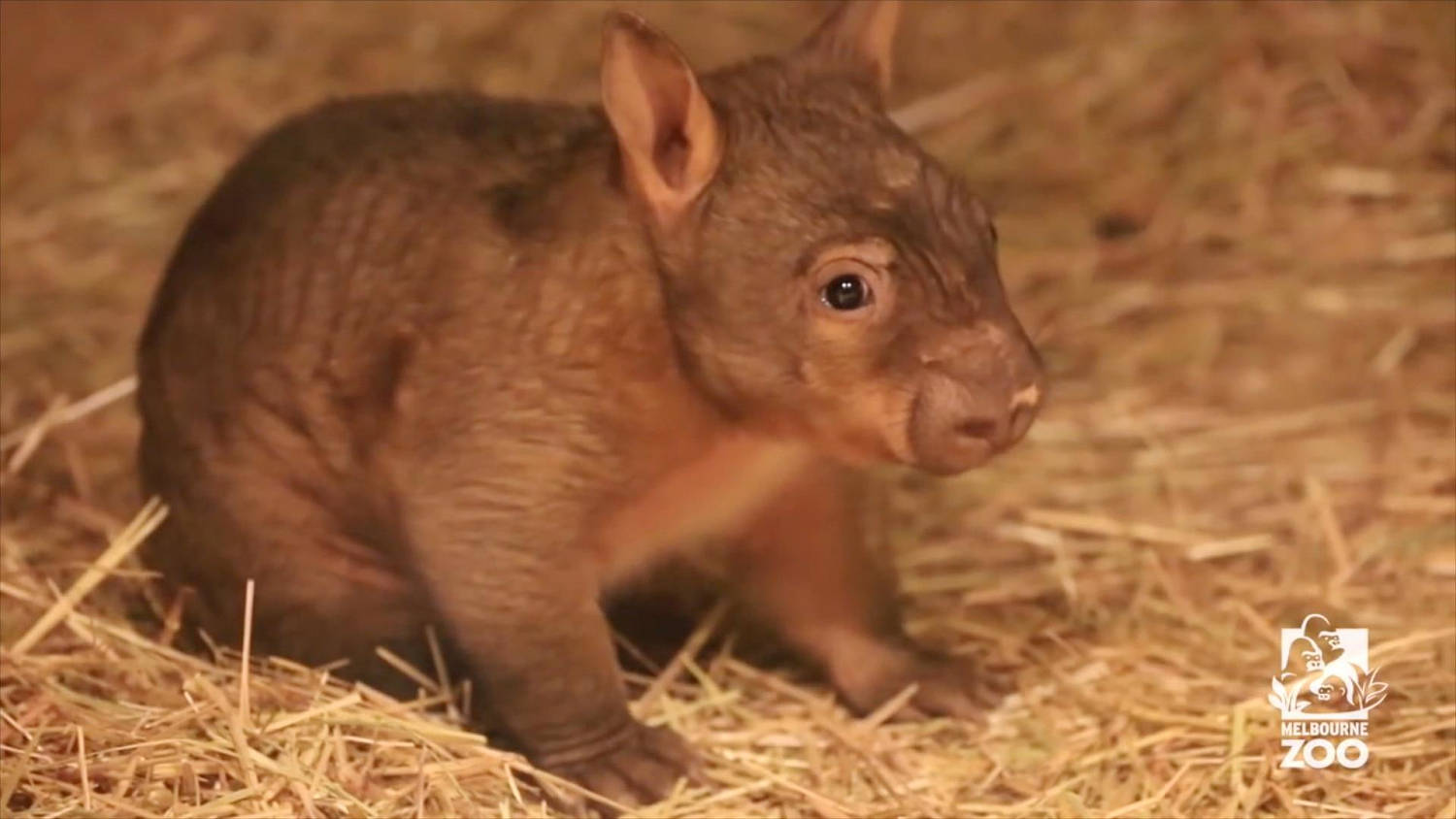 This baby wombat will brighten your day