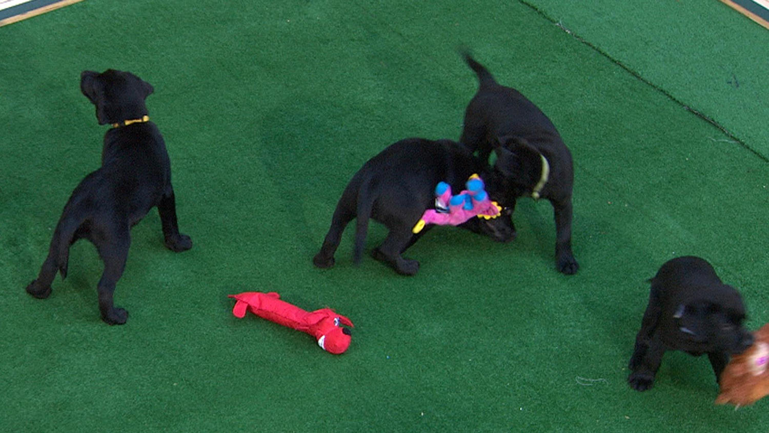 Cesar millan new puppy hotsell
