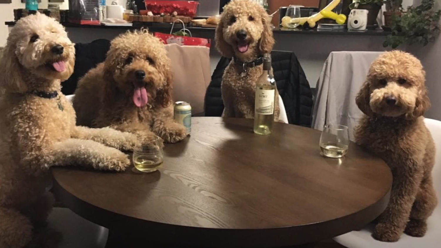 Goldendoodle hot sale funny videos