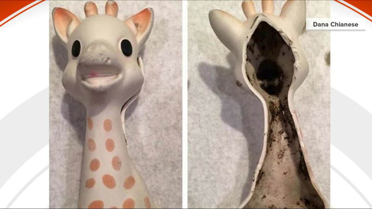 Sophie the Giraffe a popular teething toy under fire for mold