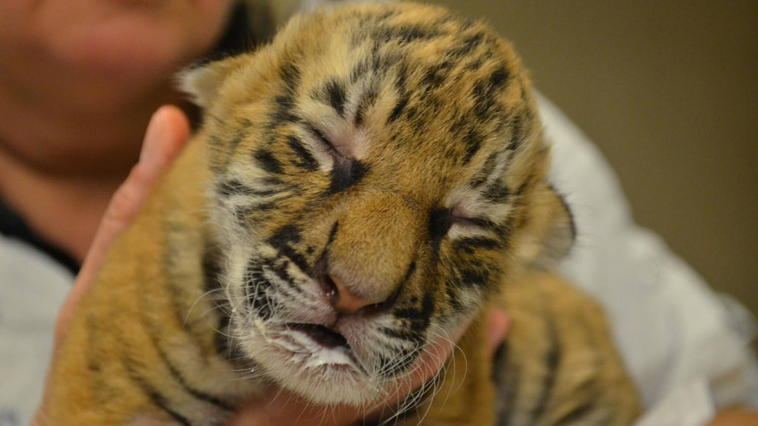 Adorable moment 'gender reveal' was held for newborn tiger cub - Birmingham  Live