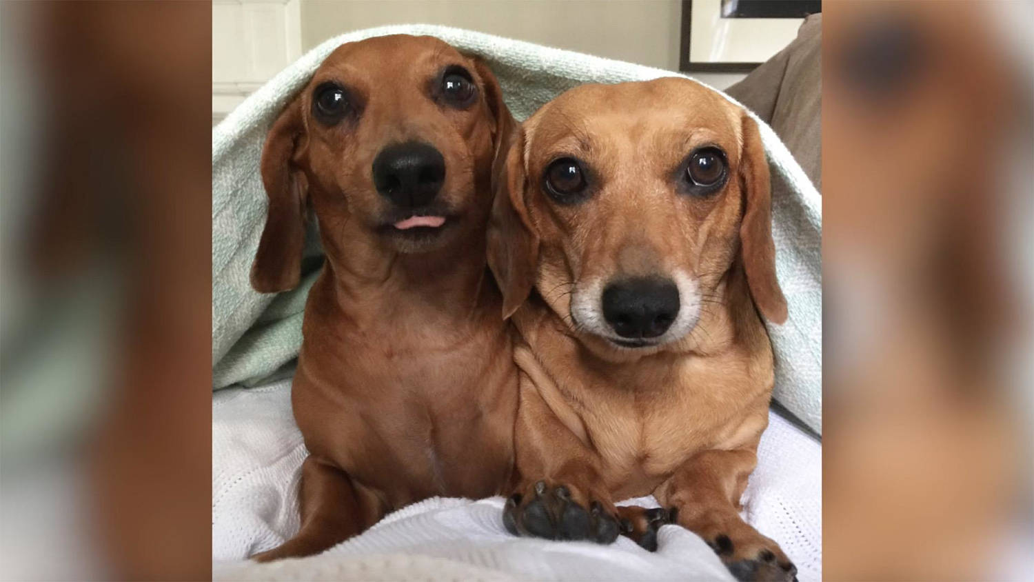 are dachshunds loving