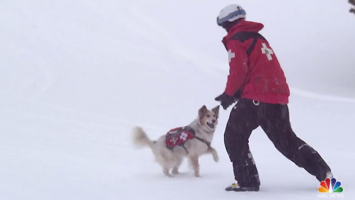 Dog rescued by 2 skiers after avalanche in Colorado - ABC7 New York