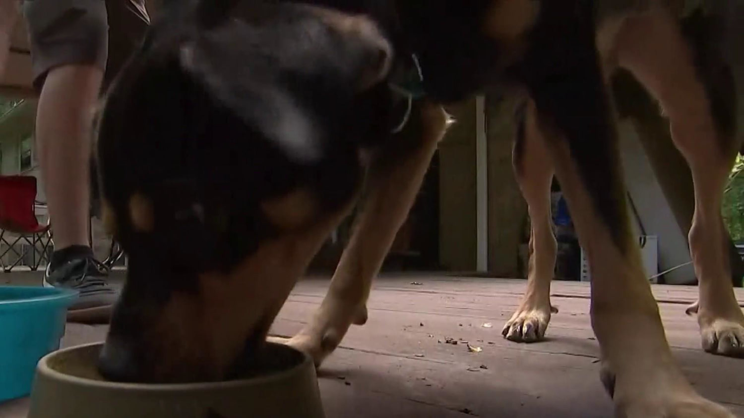 Cnn dog food store linked to heart disease