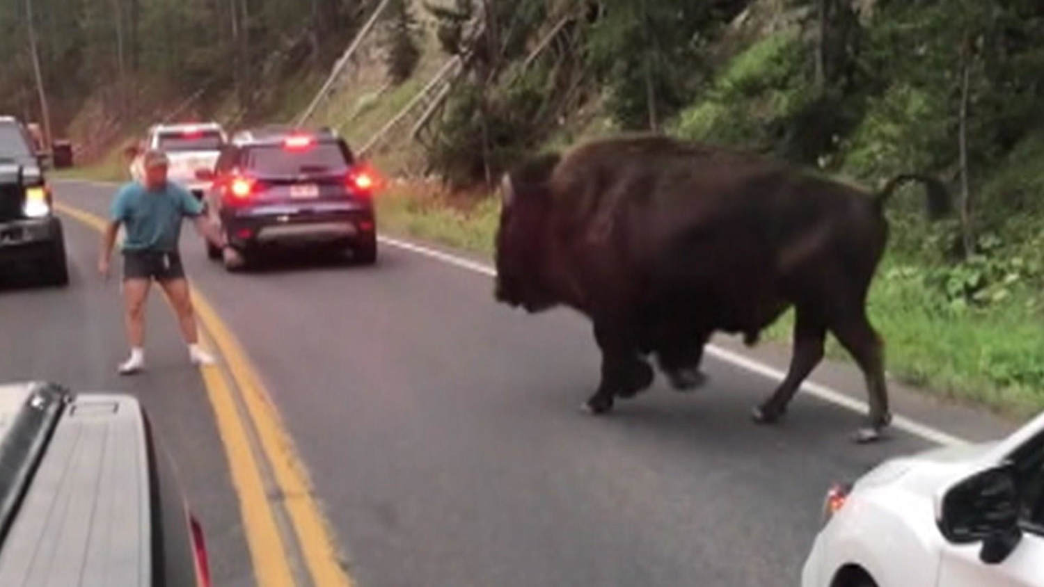 Footage shows man taunting bison at Yellowstone National Park