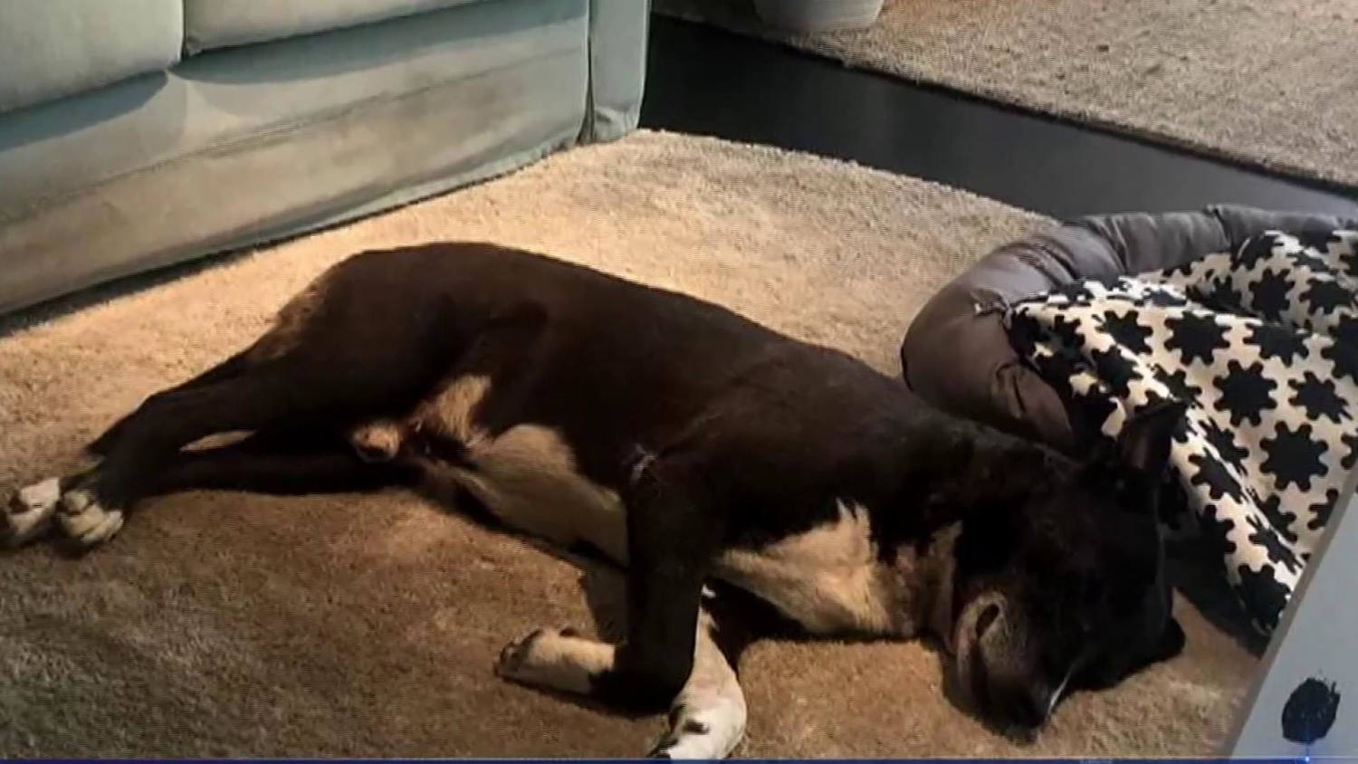 Ikea deals allow dogs