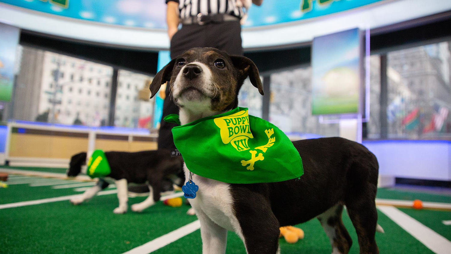 Puppy shop bowl xv