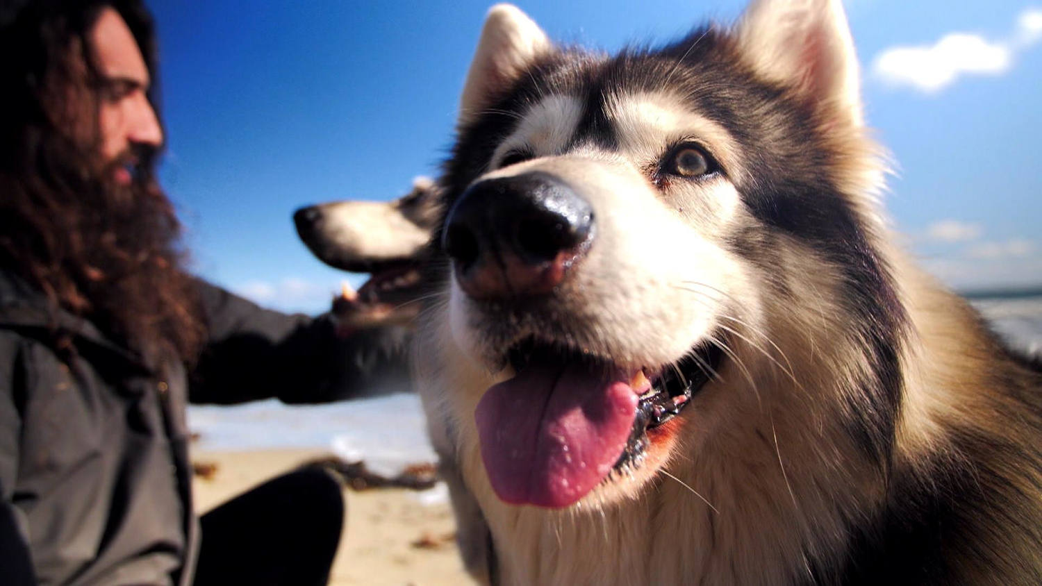 Meet the real-life direwolves of 'Game of Thrones'