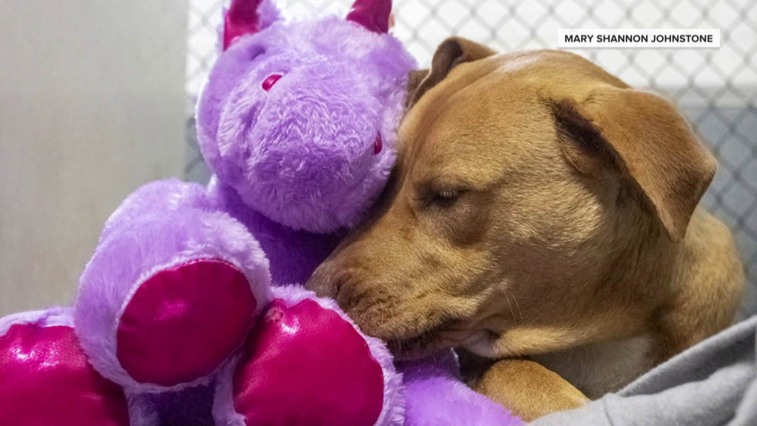 California Family Adopts 'Unicorn Dog' With Giant Bump on Her Head