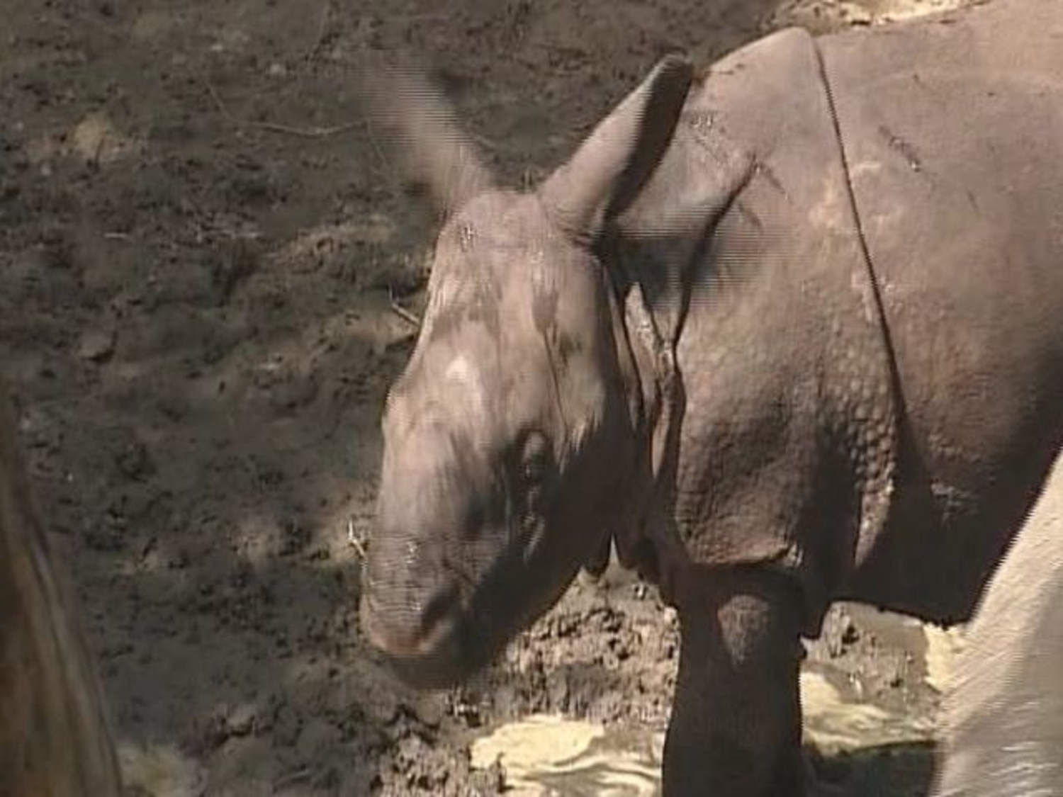 Rare baby rhino makes debut at Fla. zoo